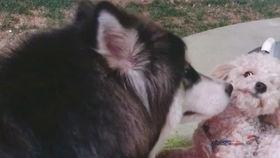 爆料狗狗打架视频播放大全,火爆打架视频大盘点